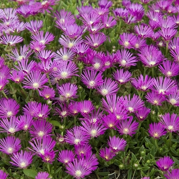 Delosperma cooperi Table Mountain™ 'John Proffitt' (041154)