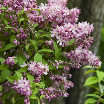 Deutzia 'Perle Rose'