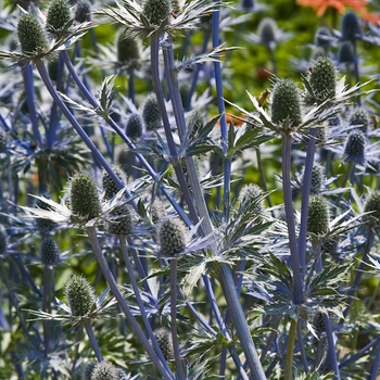 Eryngium amethystinum 'Sapphire Blue'