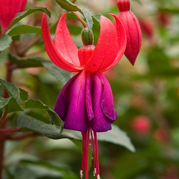 Fuchsia 'Eden Rock'