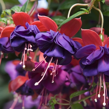 Fuchsia 'Ballerina Blue' 