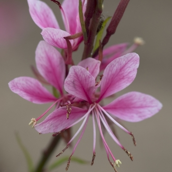 Gaura lindheimeri 'Pink Cloud'