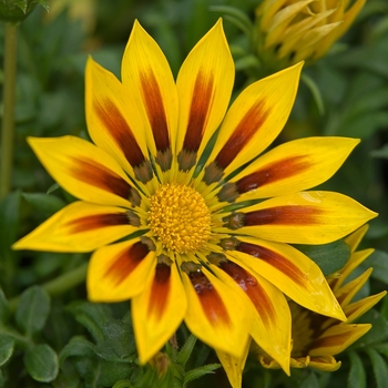 Gazania 'Daybreak Red Stripe'