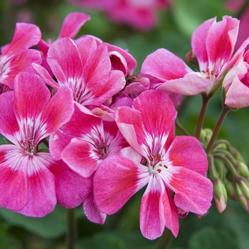 Pelargonium x domesticum 'Bravo'