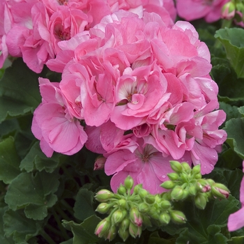 Pelargonium x domesticum Candy™ 'Fantasy Kiss'