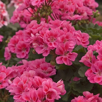 Pelargonium x domesticum 'Candy™ Rose Splash'