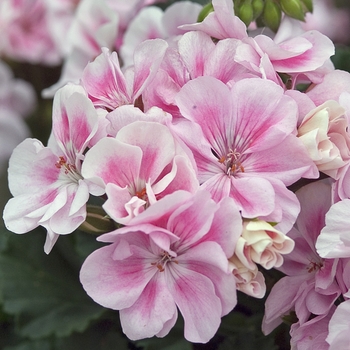 Pelargonium x domesticum 'Candy™ White Splash' 