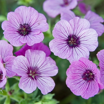 Geranium cinereum 'Sateene'