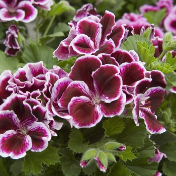 Pelargonium x domesticum