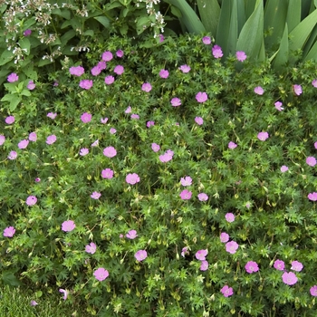 Geranium sanguineum 'John Elsley'