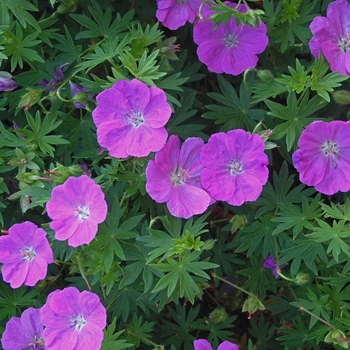 Geranium sanguineum 'New Hampshire Purple' 