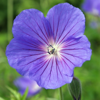 Geranium 'Orion'