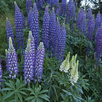 Lupinus polyphyllus