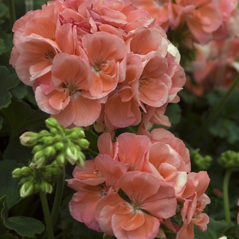 Pelargonium x hortorum 'Patriot Salmon Chic' 