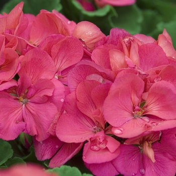 Pelargonium x hortorum 'Patriot Cherry Rose'