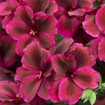 Pelargonium x domesticum 'Maiden Burgundy' 