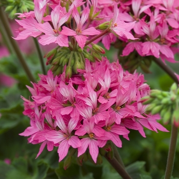 Pelargonium x hortorum 'Starlette Pink' 