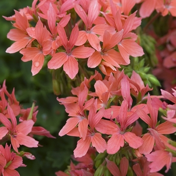 Pelargonium x hortorum 'Starlette Salmon' 