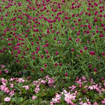 Gomphrena globosa 'Carmina' 