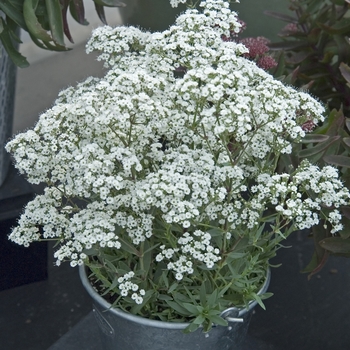 Gypsophila paniculata 'Festival Star™'