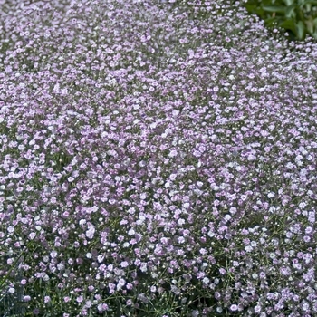 Gypsophila paniculata 'Pink Fairy' 