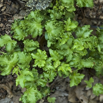 Hedera helix 'Hedgehog'