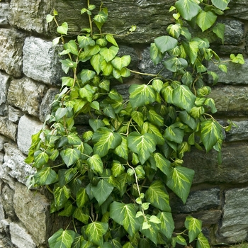 Hedera colchica 'Sulphur Heart'