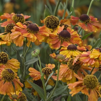 Helenium 'Sahin's Early Flowerer'