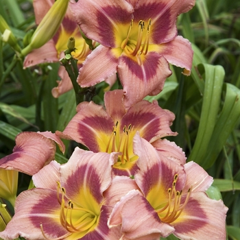 Hemerocallis 'Purple Storm'