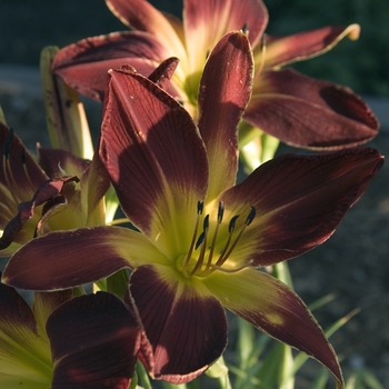 Hemerocallis 'Ruby Spider' 