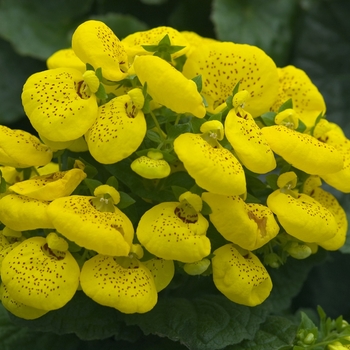 Calceolaria 'Cinderella Yellow'