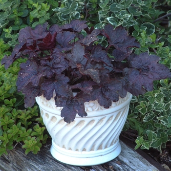 Heuchera 'Midnight Claret' 