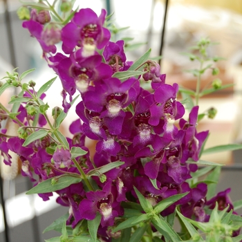 Angelonia augustifolia SunDancer™ 'Purple'