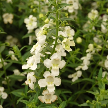 Angelonia augustifolia SunDancer™ 'White'