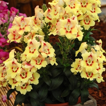 Antirrhinum Dragon™ 'Buttery'