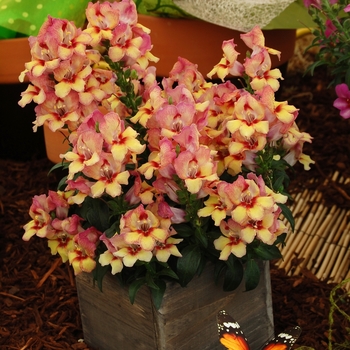 Antirrhinum 'Peachy' 