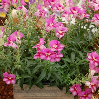 Antirrhinum Dragon™ 'Rosey'