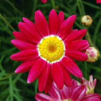 Argyranthemum frutescens Comet™ 'Red'