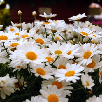 Argyranthemum frutescens