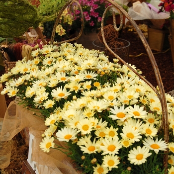 Argyranthemum frutescens 'Yellow' 