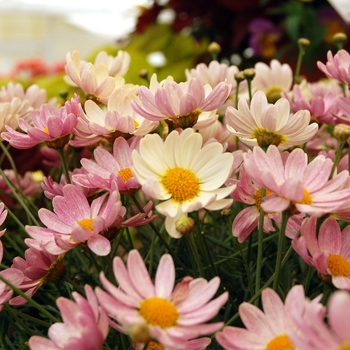 Argyranthemum frutescens 'Spring Bouquet'