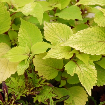 Coleus 'Big Blonde' 