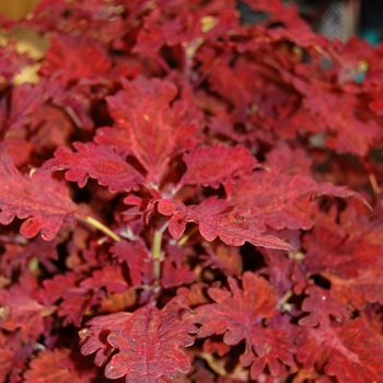 Coleus 'Copper' 