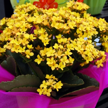 Kalanchoe 'Forever Maxi Yellow'