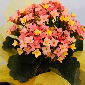 Kalanchoe 'Forever Midi Sunkissed Pink' 