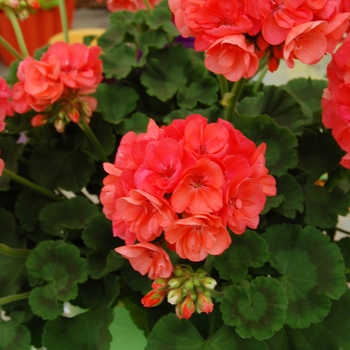 Pelargonium x hortorum 'Coral Glow™' 