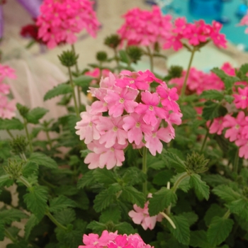 Verbena Costa del Sol™ Pink