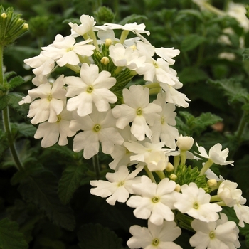 Verbena Costa del Sol™ White