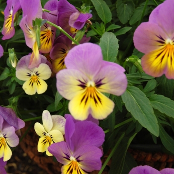 Viola williamsii 'Velocity™ Lemon and Plum Picotee' 