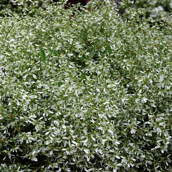 Euphorbia hypericifolia 'Star Dust White Sparkle' (041381)